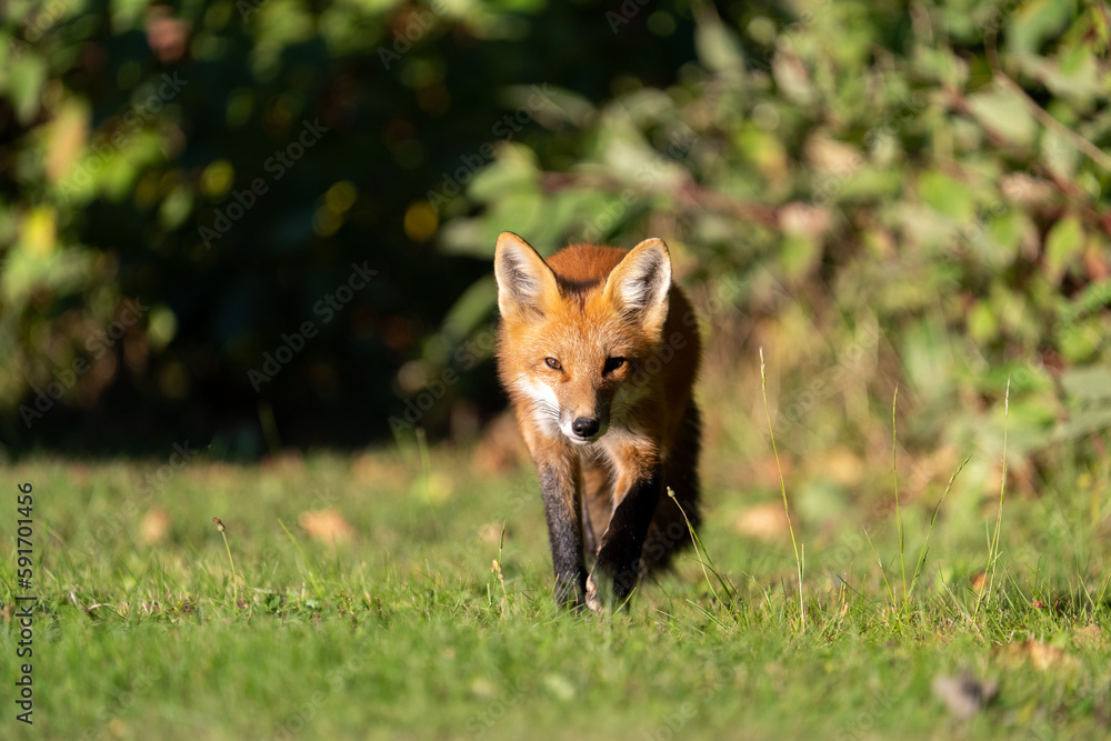 Red fox in meadow Red fox in meadow