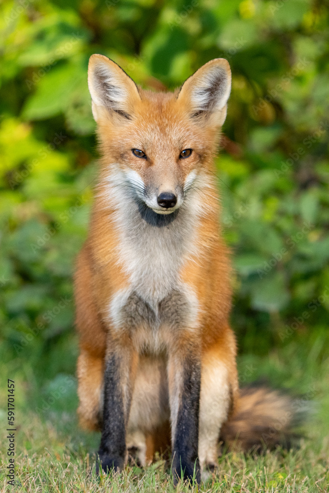 Red fox portrait Red fox portrait