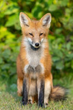 Red fox portrait 