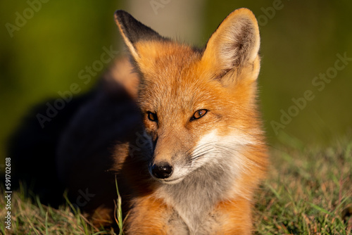 Red fox portrait  © Griffin