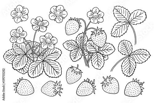 Set of hand-drawn strawberries with flowers and leaves