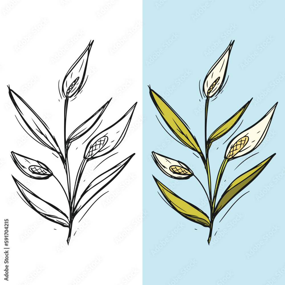 set of vector lily flower illustrations, editable for all your graphic needs set of vector lily flower illustrations, editable for all your graphic needs