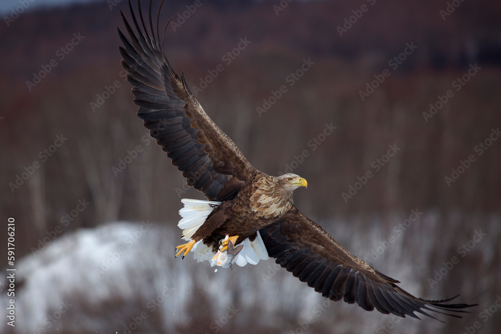 Obraz premium オジロワシ