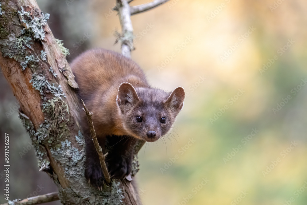 Obraz premium Pine marten in tree