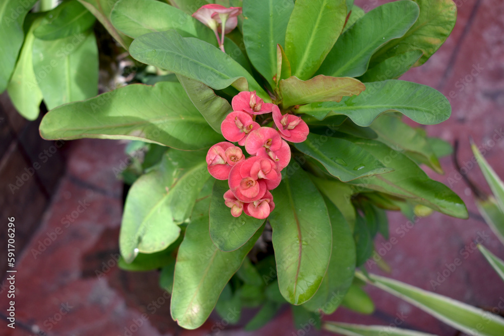 Red and green plants Red and green plants