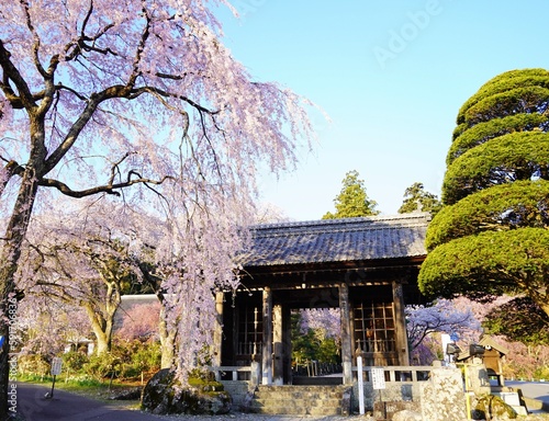 早朝山門と満開の枝垂れ桜景色 © 亜紀 中富