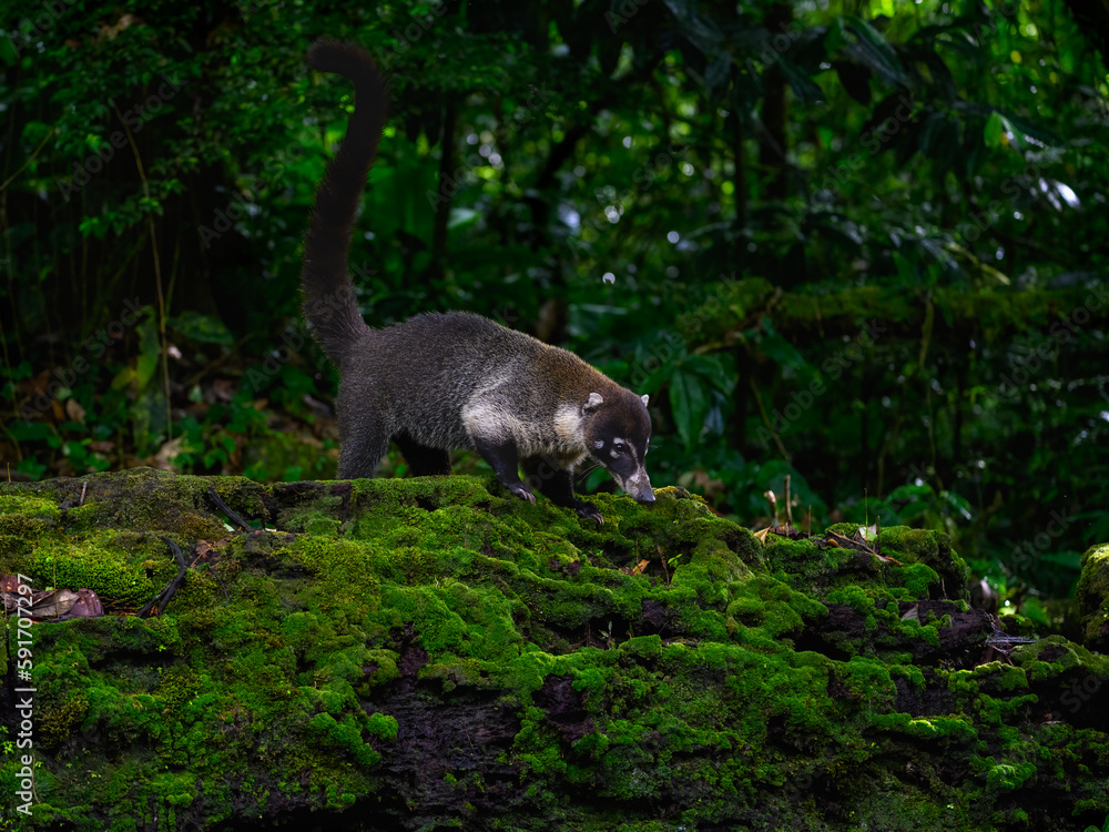 Naklejka premium White-nosed Coati foraging on mossy stone