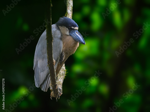 Boat-billed Heron portrait on green background photo