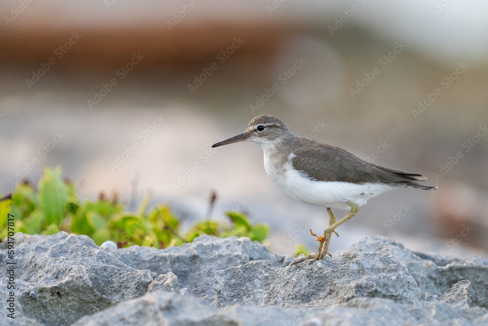Naklejka premium Nonbreeding spotted sandpiper on a rock