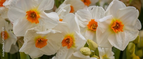 A panoramic closeup of group of orange and white narcissus flowers in a field near woodburn  Oregon