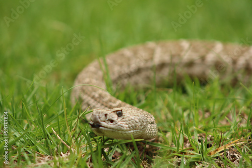 Víbora crótalo diamante (Crotalus atrox)  photo