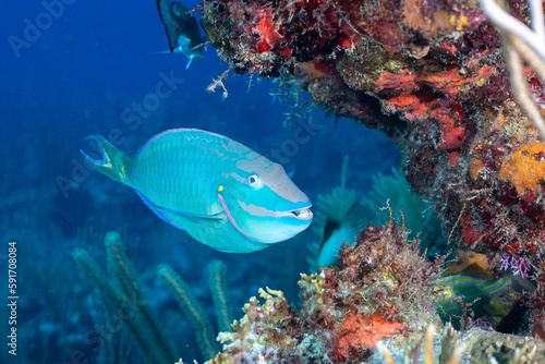 Fototapeta Naklejka Na Ścianę i Meble -  Stoplight parrotfish
