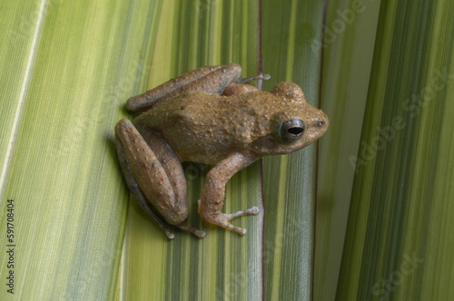 Genus Ascaphus frog on a leaf tailed frog 