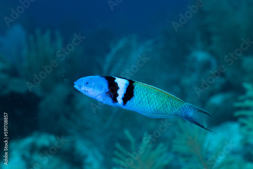 Foto Bluehead wrasse swimming in reef