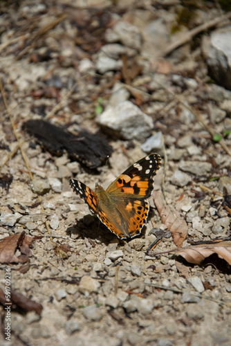 orange butterfly on stones and dry leaves