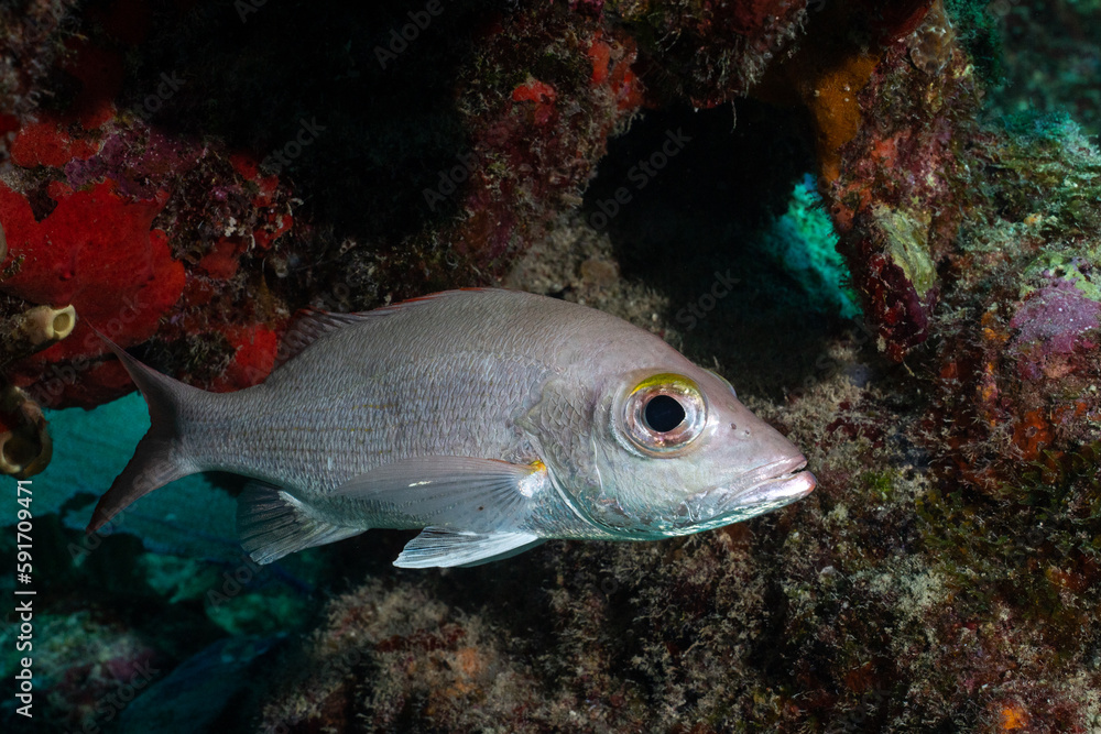 Mahogany snapper in the Mesoamerican Reef Mahogany snapper in the Mesoamerican Reef