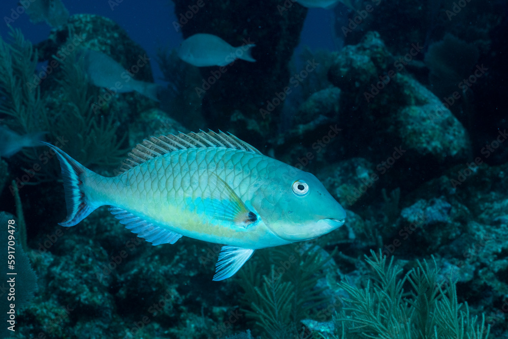 Redtail parrotfish in the Mesoamerican Reef