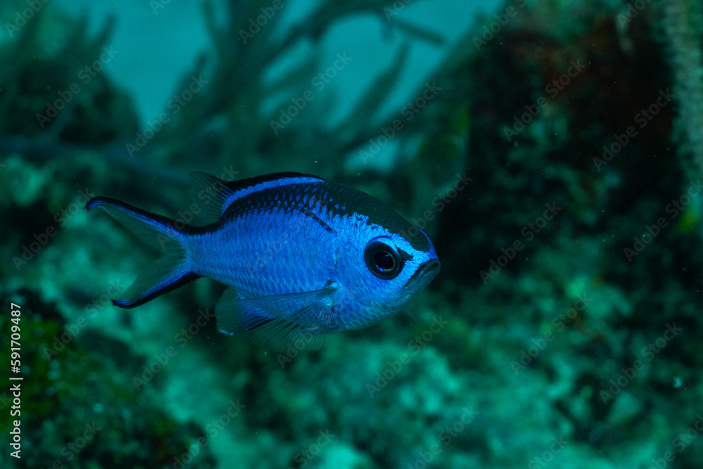 Blue chromis Blue chromis