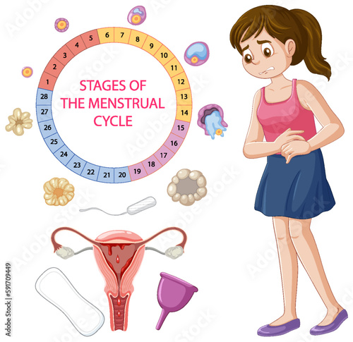 Infographic of stages of the menstrual cycle