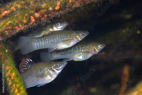 Photography Mangrove molly