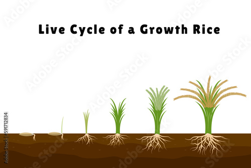 Rice products flat composition with set of images showing plant growth from sprout to tall bush vector illustration