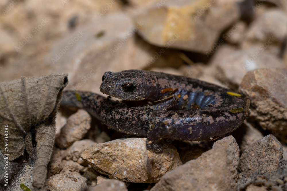 Obraz premium Yucatán mushroomtongue salamander on rocks