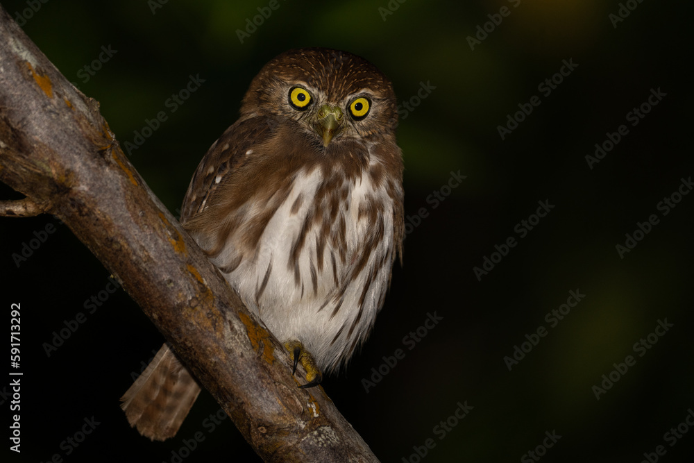 Ferruginous pygmy owl on perch Ferruginous pygmy owl on perch
