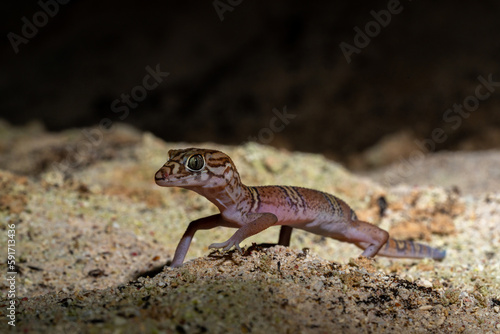 Yucatán banded gecko