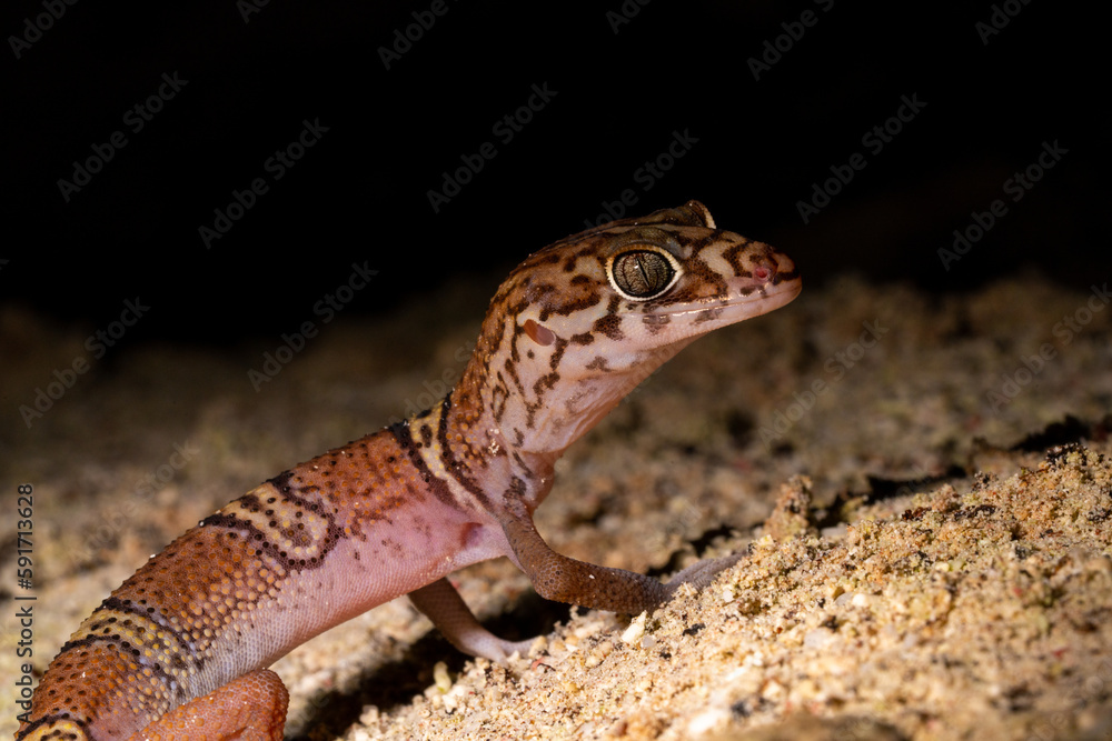 Yucatán banded gecko Yucatán banded gecko