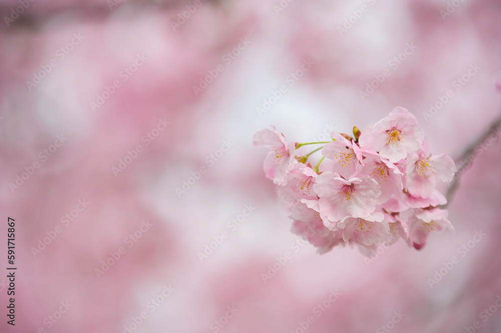 ●陽光桜