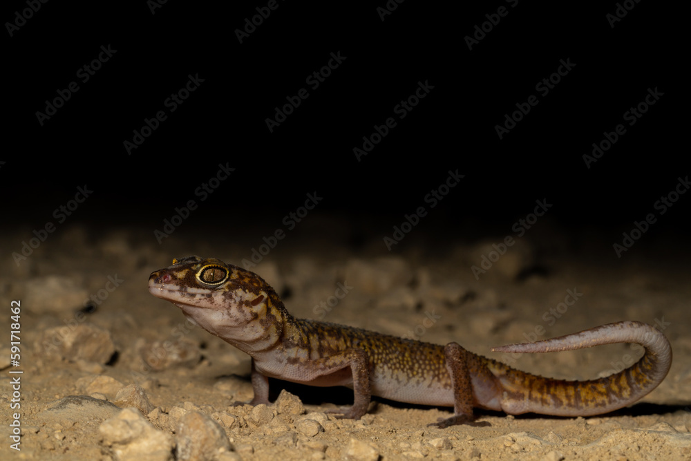Yucatán banded gecko Yucatán banded gecko