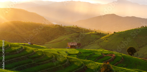 beautiful landscape Terraced green rice paddy field at sunset, Pa Pong Pieng, Chiang mai, Thailand © nutt