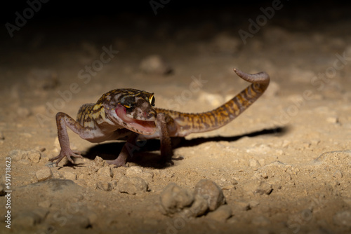 Yucat  n banded gecko