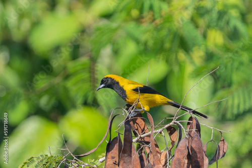 Φωτογραφία Yellow-backed oriole