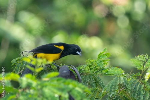 Φωτογραφία Black-cowled oriole