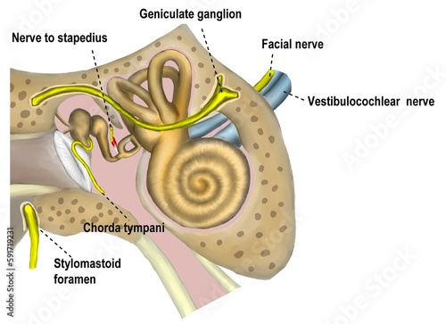The course of facial nerve.