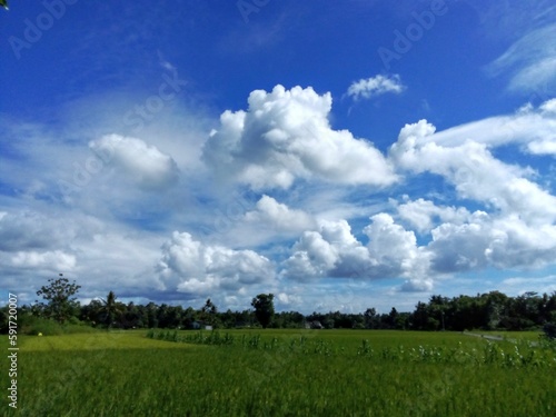 Rice field and clouds on blue sky