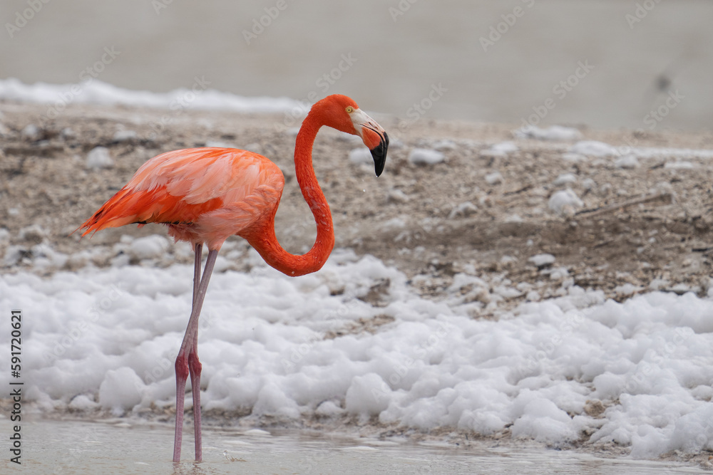 Fototapeta premium American flamingo 