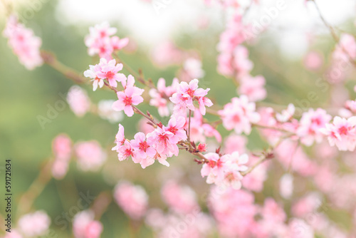 Flowers in bloom in Beijing parks in spring