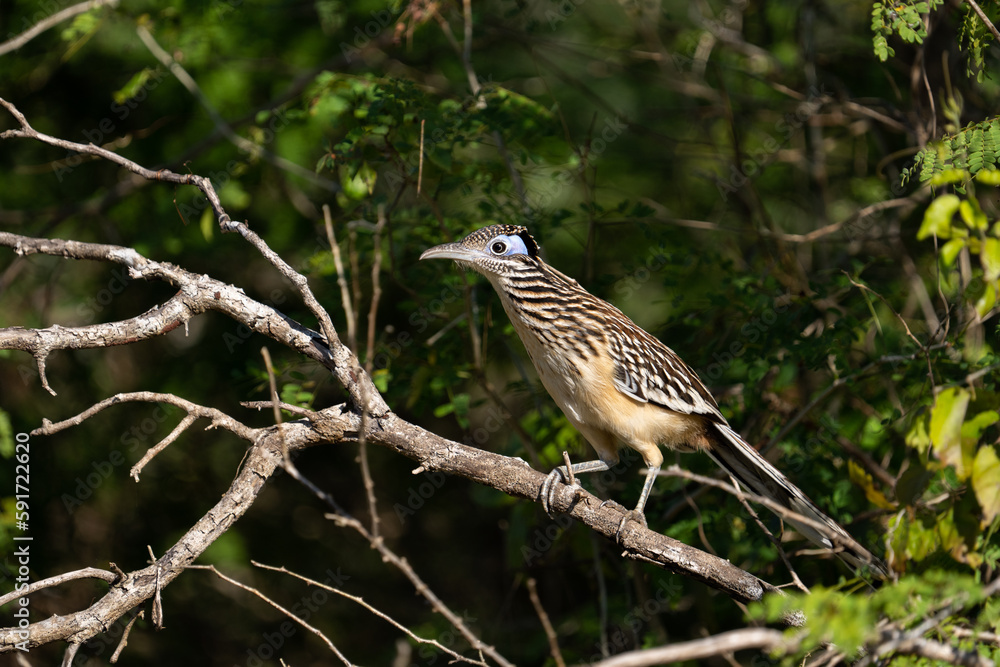 Fototapeta premium Lesser roadrunner