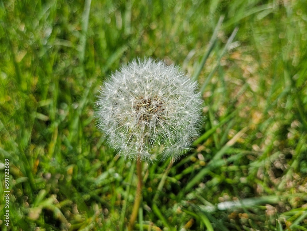 Fluffy Dandelion Blowball Flower in April Grass Fluffy Dandelion Blowball Flower in April Grass