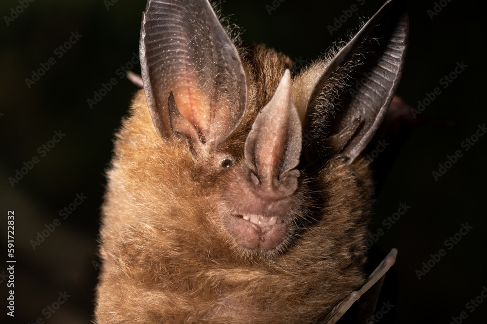 Cozumelan golden bat closeup