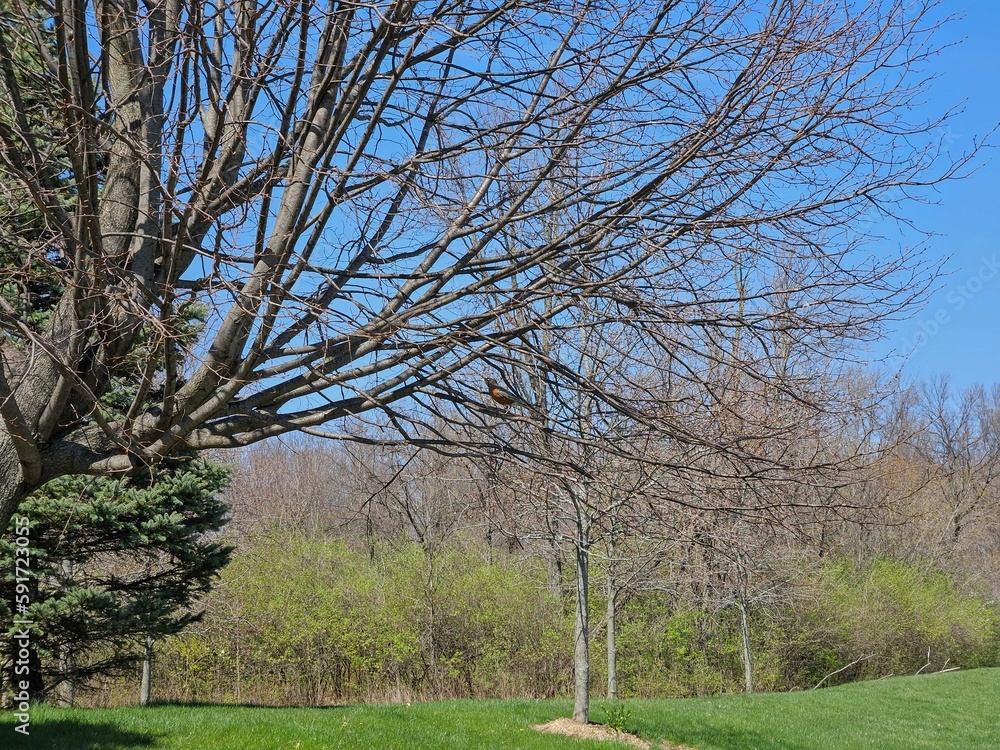 Obraz premium Lone Robin Bird Perched on April Branch