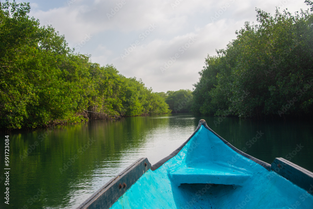 mangrove swamp in coveñas colombia by the sea tropical forest at the beach with blue boat pov mangrove swamp in coveñas colombia by the sea tropical forest at the beach with blue boat pov