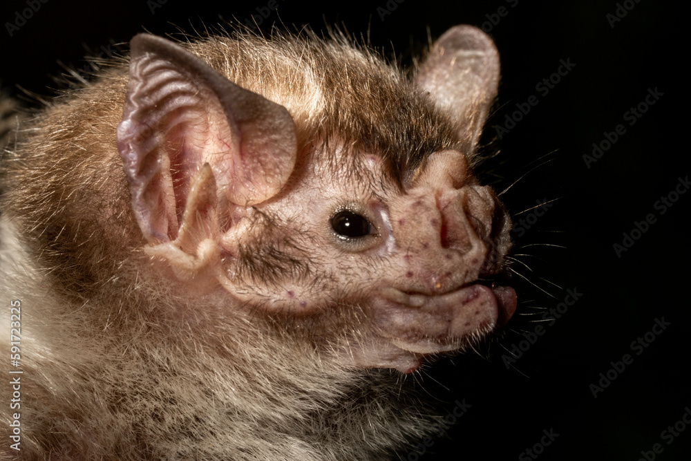 Vampire bat closeup