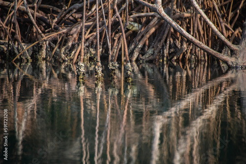 reeds in the water mangrove swamp in coveñas colombia by the sea tropical forest at the beach