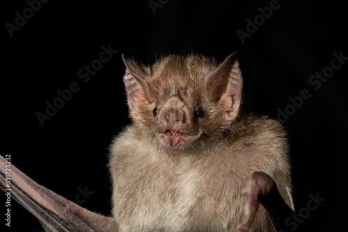 Vampire bat closeup