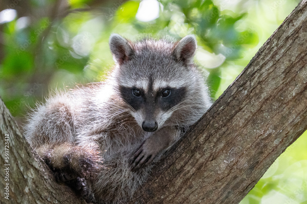 Fototapeta premium Common raccoon