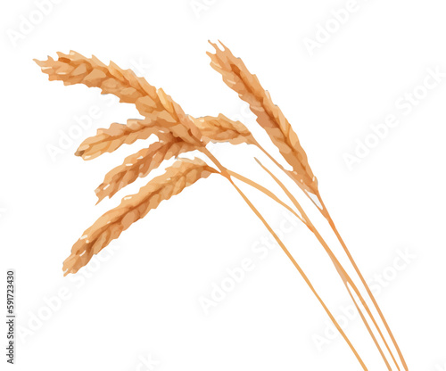wheat with style hand drawn digital painting illustration