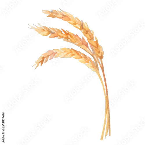 wheat with style hand drawn digital painting illustration